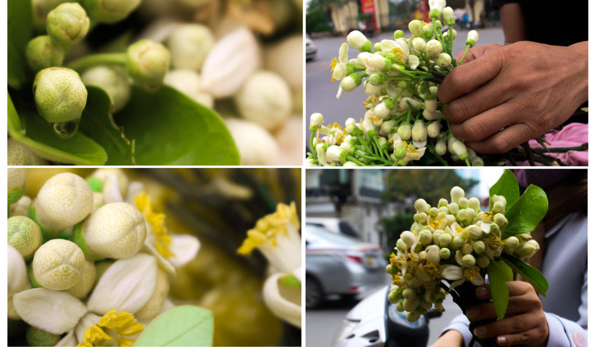 Nao lòng những gánh hoa bưởi mang hồn quê ra Hà Nội